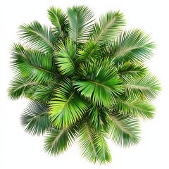 Aerial view of palm plants isolated on a white background with clipping path