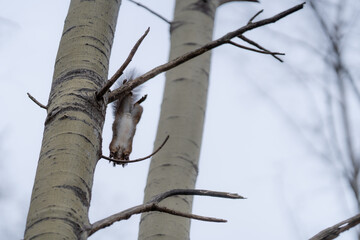 Red squirrel jumping between branches