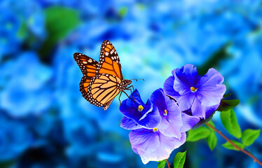Beautiful Butterfly Flower image. A cute and colorful butterfly is sitting on blue flower with bluish and blury background. Butterfly Flower photograph.