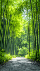 Sunlit path through lush bamboo forest