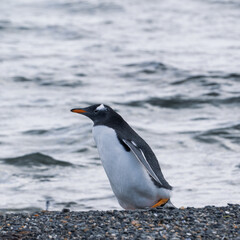 Fototapeta premium Pingouins, Manchots, Ile Martillo, Ushuïa, Argentine, Amérique du Sud