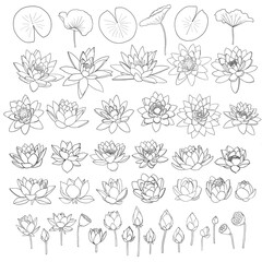 Waterlily flowers and leaves line art collection, isolated lotus flower clip arts, icon set