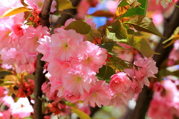 Japanese cherry, sakura tree with beautiful delicate pink flowers blooms in spring in city park. Sakura background