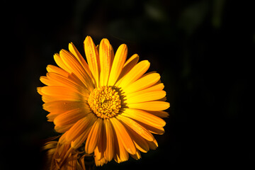 Close-up calendula flower at black background