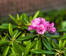 Rhododendron bush with rose colo flower