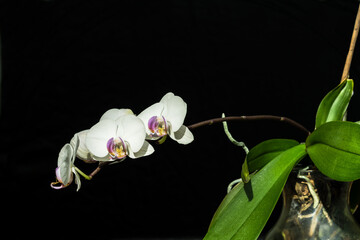 White orchids flower with pink colour on black background