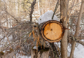 Fallen tree in city park natural area cut to clear  trail path