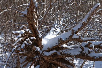Fallen spruce tree in natural area city park