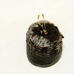 Seedling  of carnation flower  on discs of compressed peat