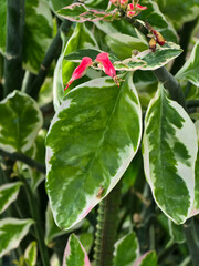 Close-up of Devil's Backbone (Euphorbia tithymaloides) with zig-zag stems, variegated green and white leaves, and small, bright pink bird-shaped cyathia. Unique plant texture.