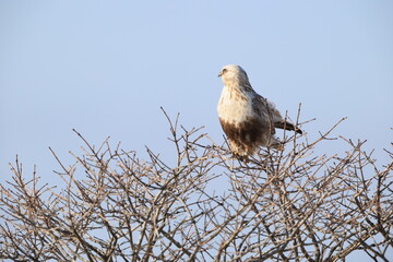 The rough-legged buzzard (Europe) or rough-legged hawk (North America) (Buteo lagopus menzbieri) in...