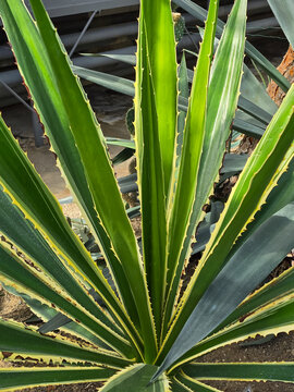 Variegated false agave (Furcraea selloa) featuring long sword-shaped leaves with yellow margins. Vertical view of a spiky tropical succulent in natural daylight.
