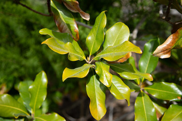 Magnolia of another mother