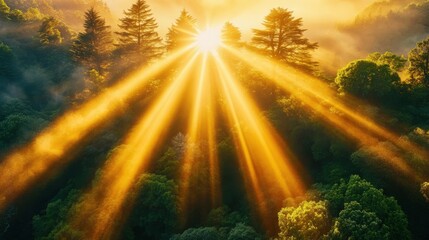 Obraz premium Majestic sunrise rays illuminating a lush forest canopy, creating a breathtaking scene of natural beauty and serenity.