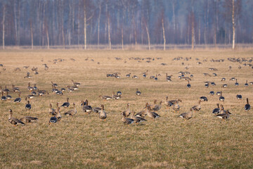 Greater white-fronted geese foraging during spring migration stop. Greater white-fronted geese (Anser albifrons) flock feeding on farmland, watching attentively. 