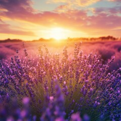 Fototapeta premium A serene landscape with a field of purple flowers and the sun setting behind them