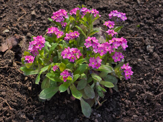 A vibrant cluster of pink forget-me-not flowers (Myosotis) with yellow centers blooms in dark soil. Springtime floral detail.