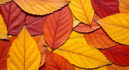 Vibrant hues: A rich mosaic of autumn foliage creates a stunning textural backdrop