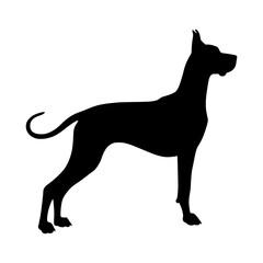 Great Dane Silhouette - Dog Outline