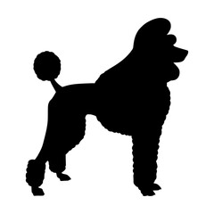 Poodle Silhouette - Elegant Dog Design