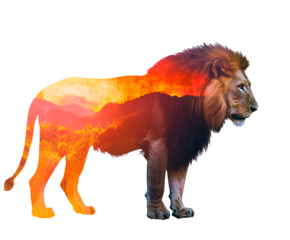 Double exposure on transparent background: lion silhouette and African savannah.