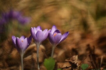 Krokusse in dem Wald