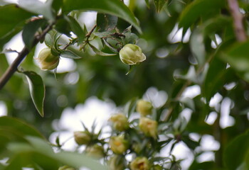 The ora-pro-nobis (Pereskia aculeata Mill.) is an unconventional food plant (PANC) of the Cactaceae...