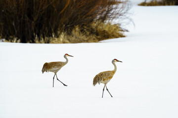 Two Sandhill cranes walking in the snow in Steamboat Colorado