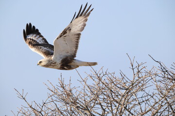 The rough-legged buzzard (Europe) or rough-legged hawk (North America) (Buteo lagopus menzbieri) in...