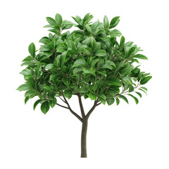 Obraz premium A lush, vibrant young tree stands tall against a clean white backdrop, showcasing its bright green leaves and sturdy trunk in crisp detail.