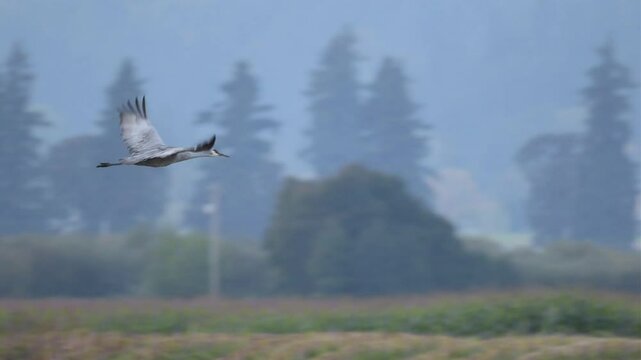 Sandhill Crane Flies Into The Sky