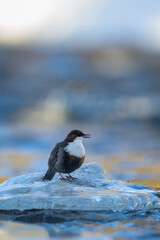 White-throated dipper (Cinclus cinclus) in river, vertical image