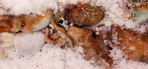 Freshly caught octopuses displayed on crushed ice with visible textures of skin and tentacles; palma de mallorca; turism;
