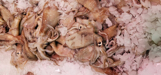 Fresh squids packed on crushed ice with visible eyes, tentacles and smooth skin texture under soft light;