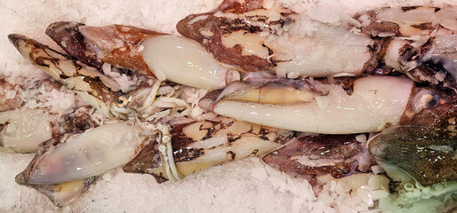 Squids arranged on crushed ice with visible suction cups, mottled skin patterns and layered textures on bodies under cold lighting;