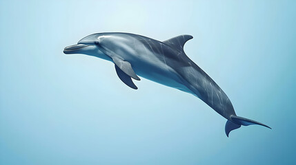 Fototapeta premium Jumping Dolphin In Light Blue Ocean