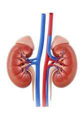A high-quality 3D-rendered image of a human kidney pair, clearly displaying the renal artery, vein, and ureter against a clean white background. Ideal for medical, educational, and scientific use