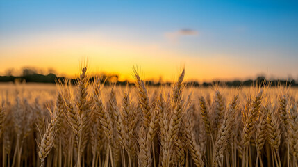 Naklejka premium Golden Wheat Field At Sunrise