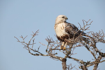 The rough-legged buzzard (Europe) or rough-legged hawk (North America) (Buteo lagopus menzbieri) in...