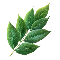Obraz premium Neem leave isolated on transparent background 