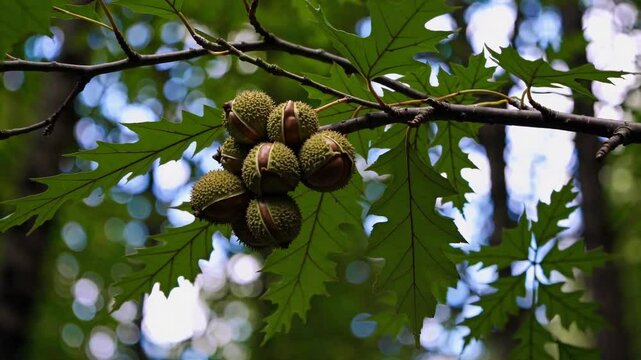 Beechnuts Hanging on a Tree Branch Against a Blurred Background  