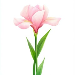 Naklejka premium A stunning display of elegance, this pink iris blooms gracefully against a crisp white backdrop, highlighting its beauty.