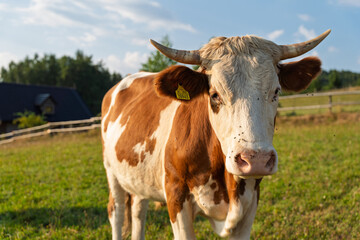 Single brown and white cow with horns on green pasture. Farm animal concept. Portrait of an animal, eco farming.