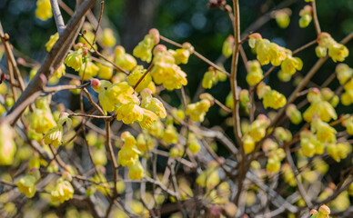 ヒュウガミズキの黄色い花