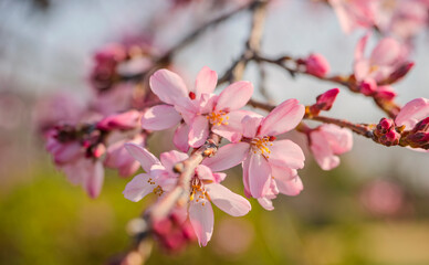 Obraz premium 満開の紅枝垂れ