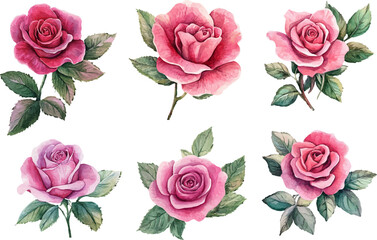 Hand-Drawn Watercolor Pink Rose Flower