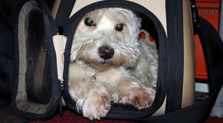 West Terrier dog enjoys train ride in pet carrier while traveling through city