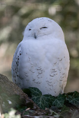 A dozing snowy owl in an outdoor aviary.
