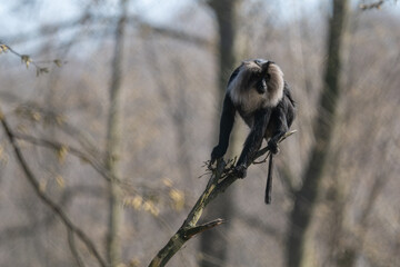 Lion macaque monkey on a branch.
