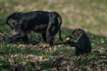 A baby lion macaque outside on the lawn with food.
